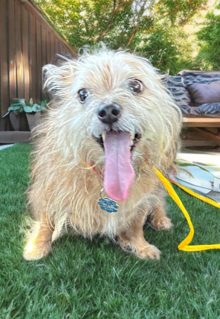 Charlie Barkley, an adopted mixed breed in Grove city, OH image 2/2