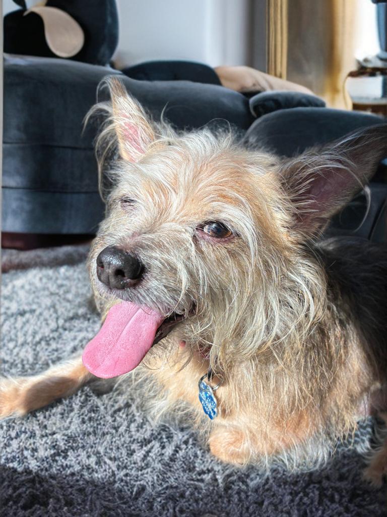 Charlie Barkley, adopted, Adult Male Yorkshire Terrier.