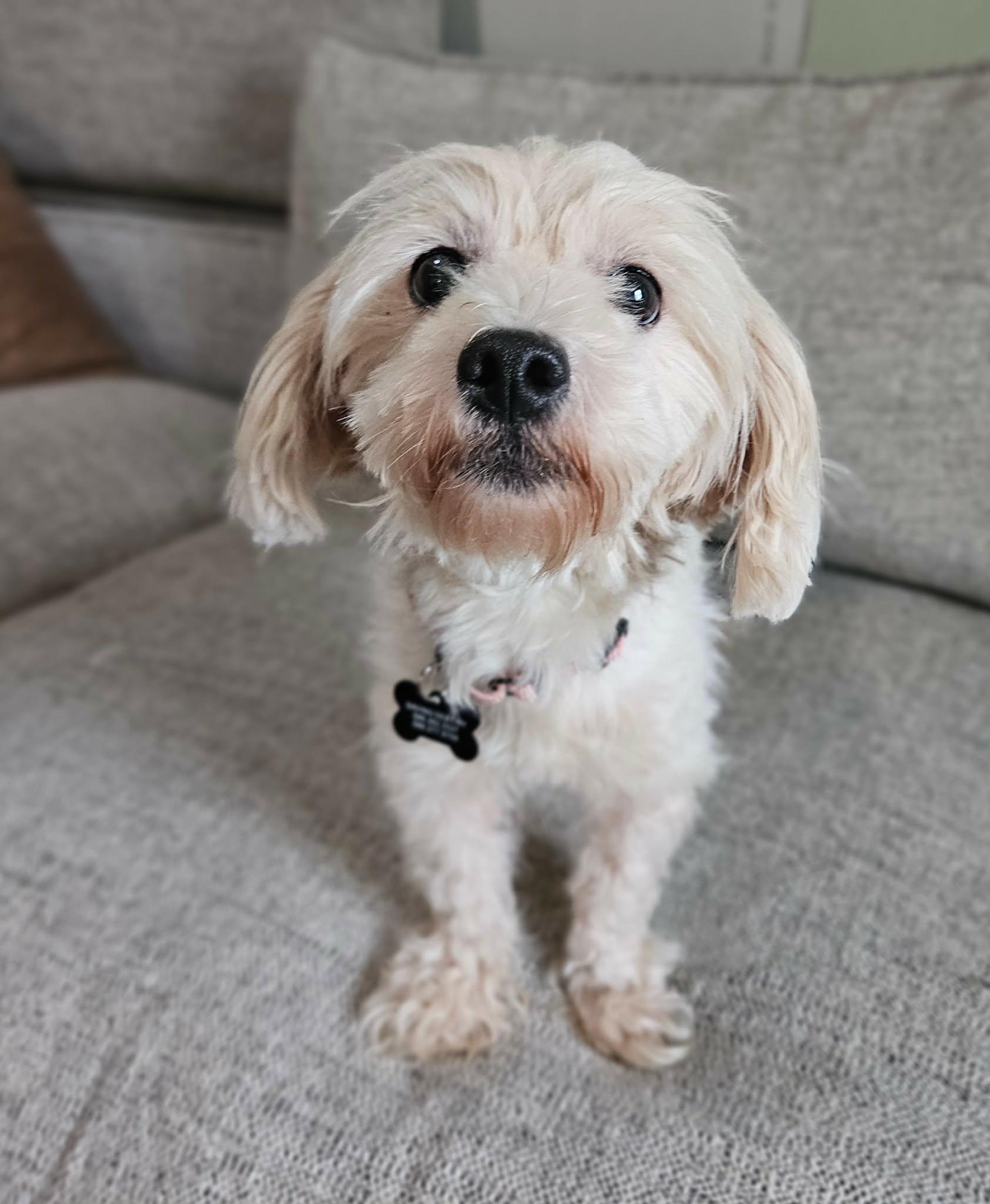 Darcy, ADOPTABLE, Young Female Maltese.
