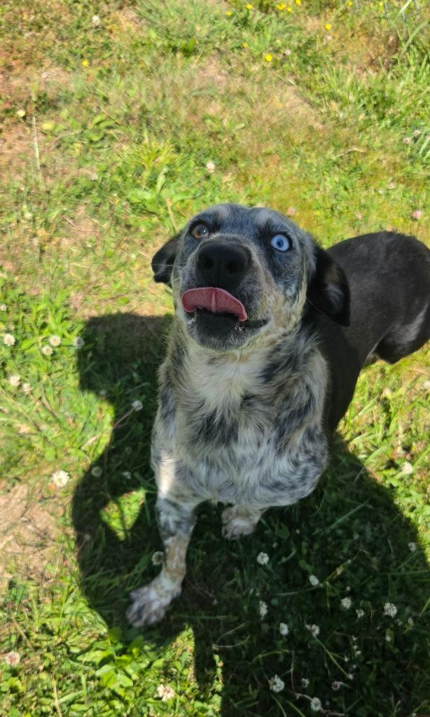Lady, Adoptable, Adult Female Australian Cattle Dog / Blue Heeler.