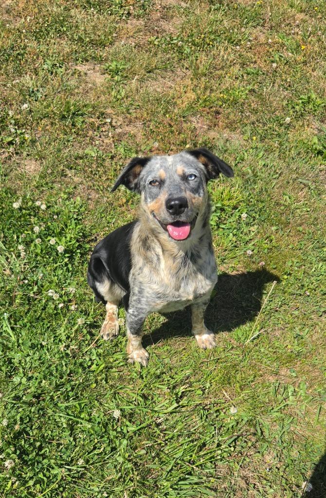 Enlarge Lady, a Adoptable Australian Cattle Dog / Blue Heeler in Shelbyville, TN image 2/5