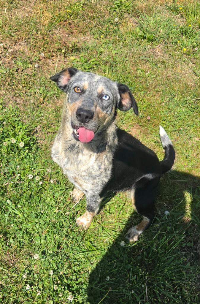Enlarge Lady, a Adoptable Australian Cattle Dog / Blue Heeler in Shelbyville, TN image 3/5