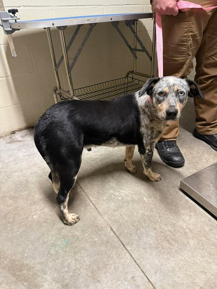 Enlarge Lady, a Adoptable Australian Cattle Dog / Blue Heeler in Shelbyville, TN image 4/5