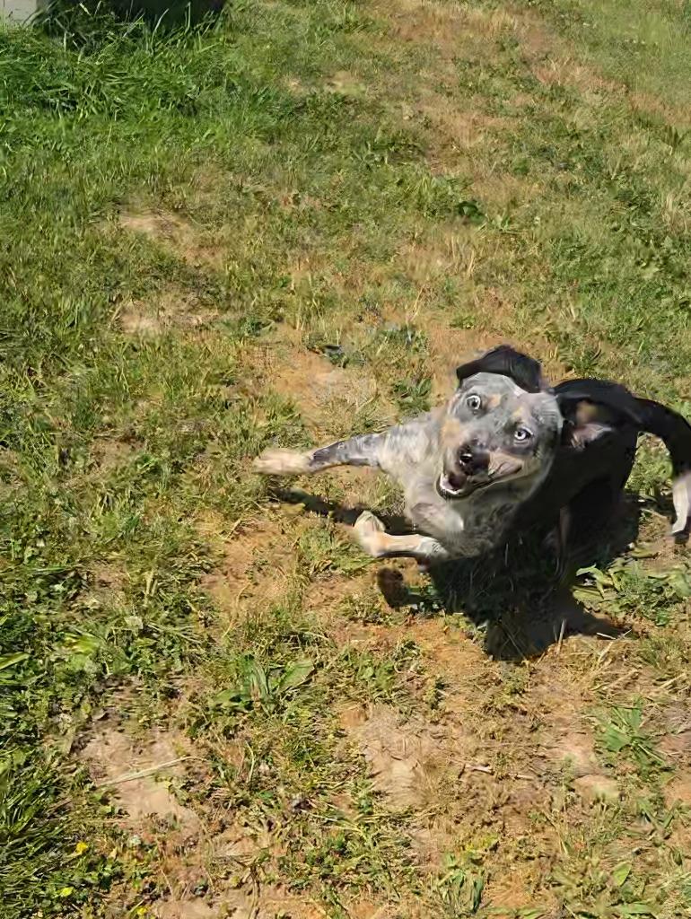 Enlarge Lady, a Adoptable Australian Cattle Dog / Blue Heeler in Shelbyville, TN image 5/5