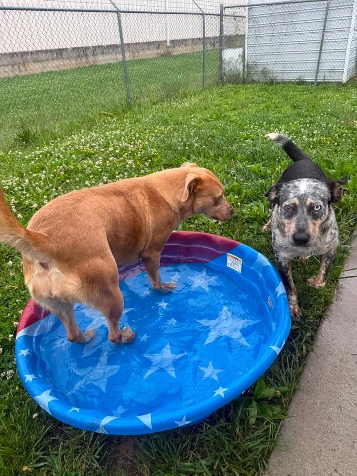 Enlarge Lady, a Adoptable Australian Cattle Dog / Blue Heeler in Shelbyville, TN image 6/6