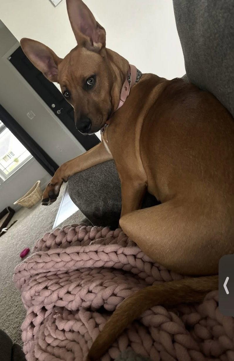 Mindy, Adoptable, Adult Female Rhodesian Ridgeback & Black Mouth Cur.