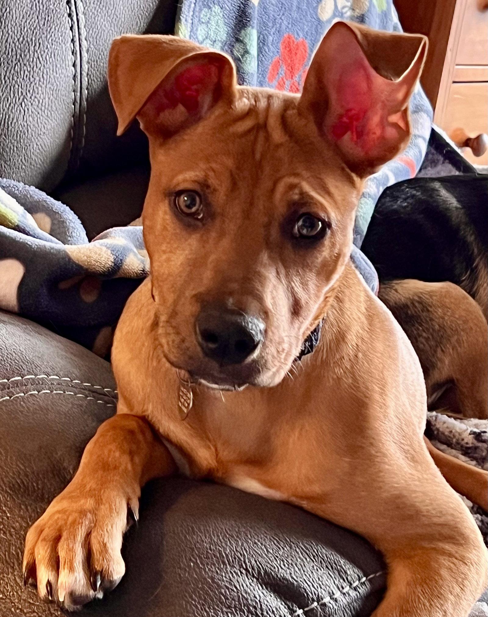Enlarge Mindy, a Adoptable mixed breed in Livonia, MI image 2/3