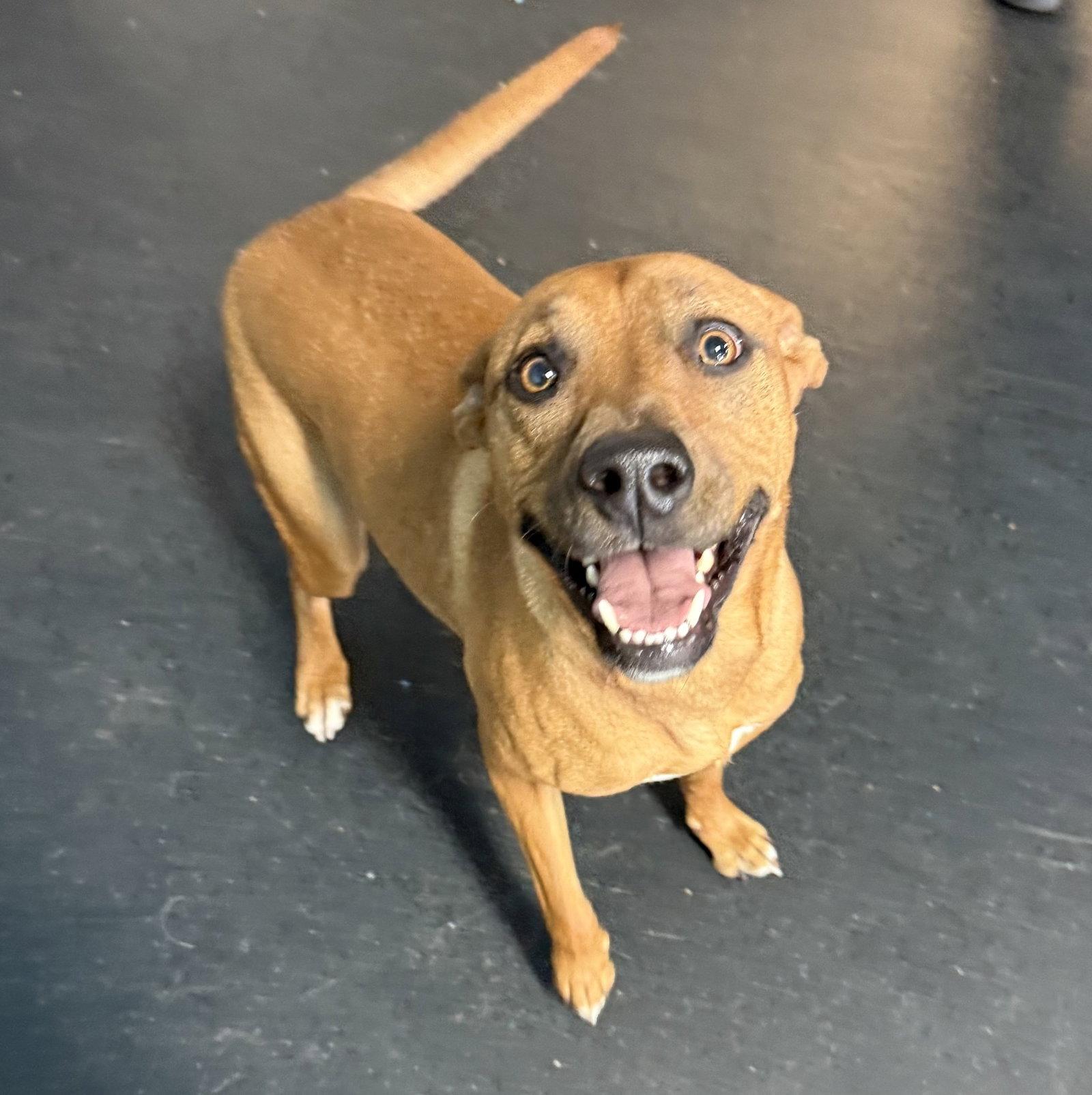 Enlarge Mindy, a Adoptable mixed breed in Livonia, MI image 3/3