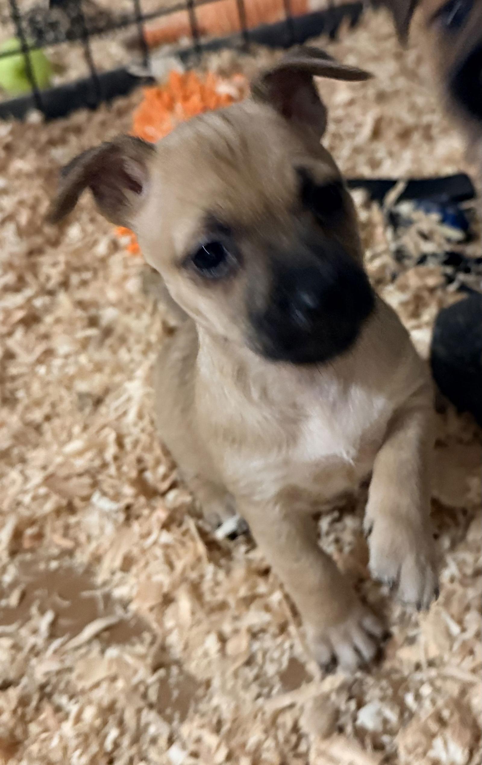 Minnie, Adoptable, Puppy Female Chihuahua & Norwich Terrier.