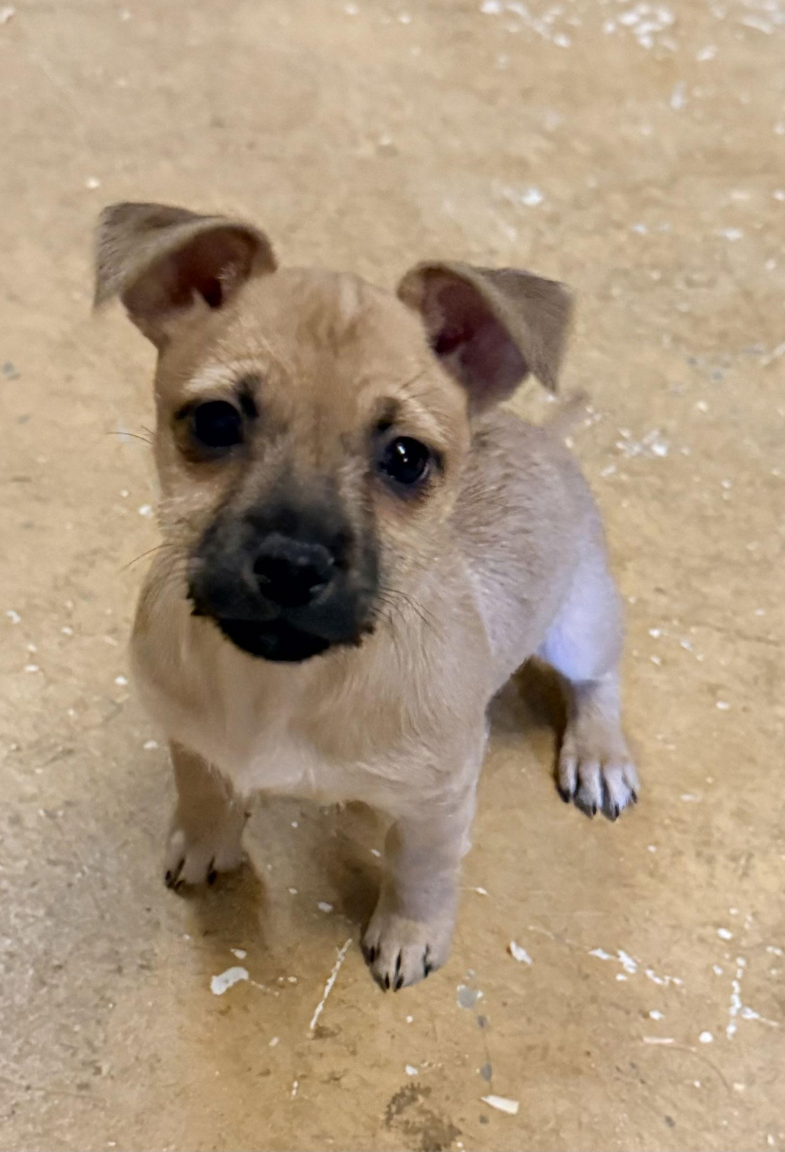 Minnie, Adoptable, Puppy Female Norwich Terrier & Chihuahua.