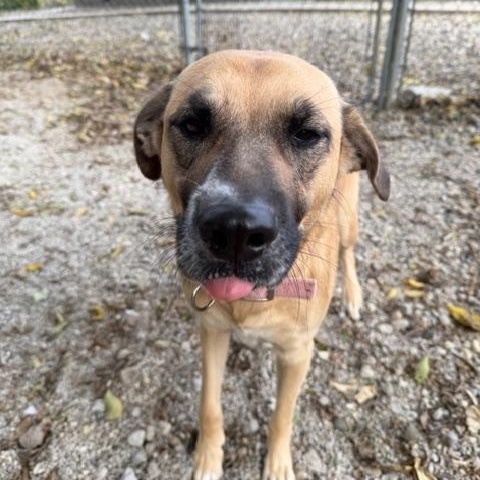 Luna, an adopted mixed breed in Shelbyville, IN image 1/4
