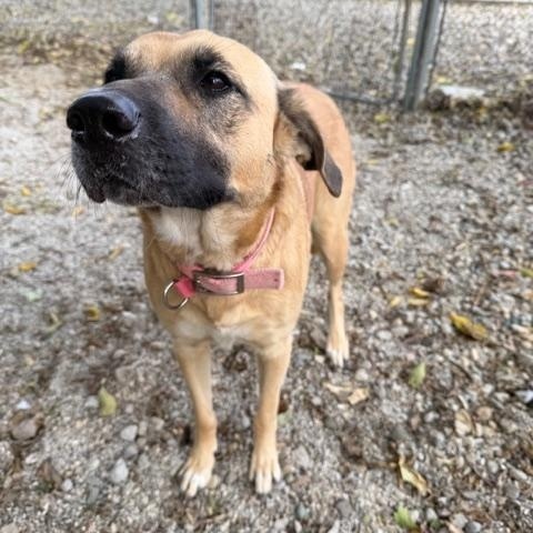 Luna, an adopted mixed breed in Shelbyville, IN image 3/4