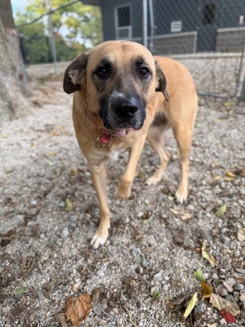 Luna, an adopted mixed breed in Shelbyville, IN image 4/4