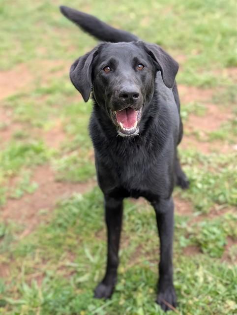 Enlarge JASPER, a Adoptable mixed breed in Sacramento, CA image 1/1