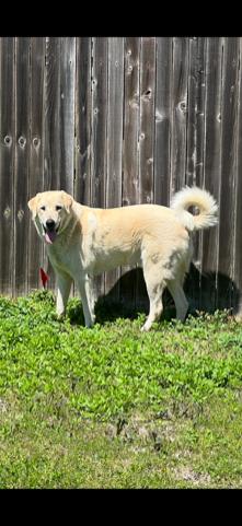 Enlarge Charlie, a ADOPTABLE mixed breed in Colleyville, TX image 2/6