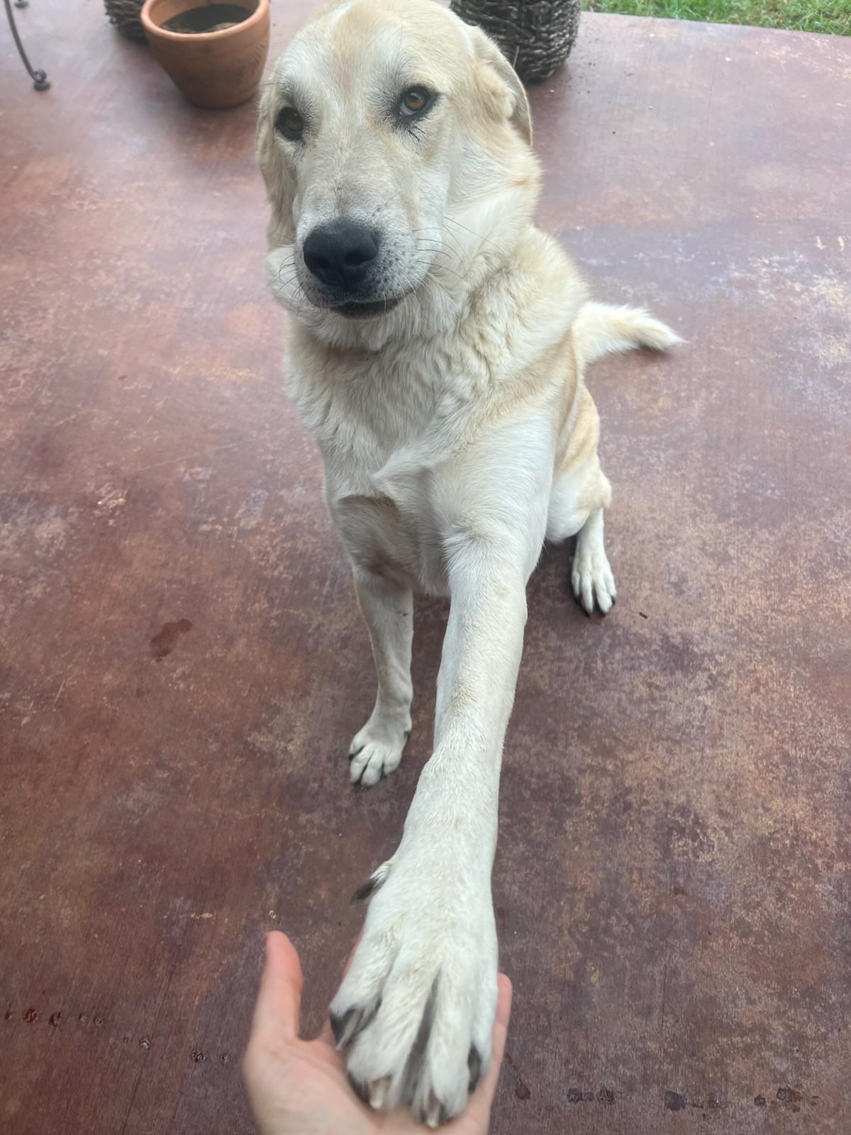 Enlarge Charlie, a ADOPTABLE mixed breed in Colleyville, TX image 6/6