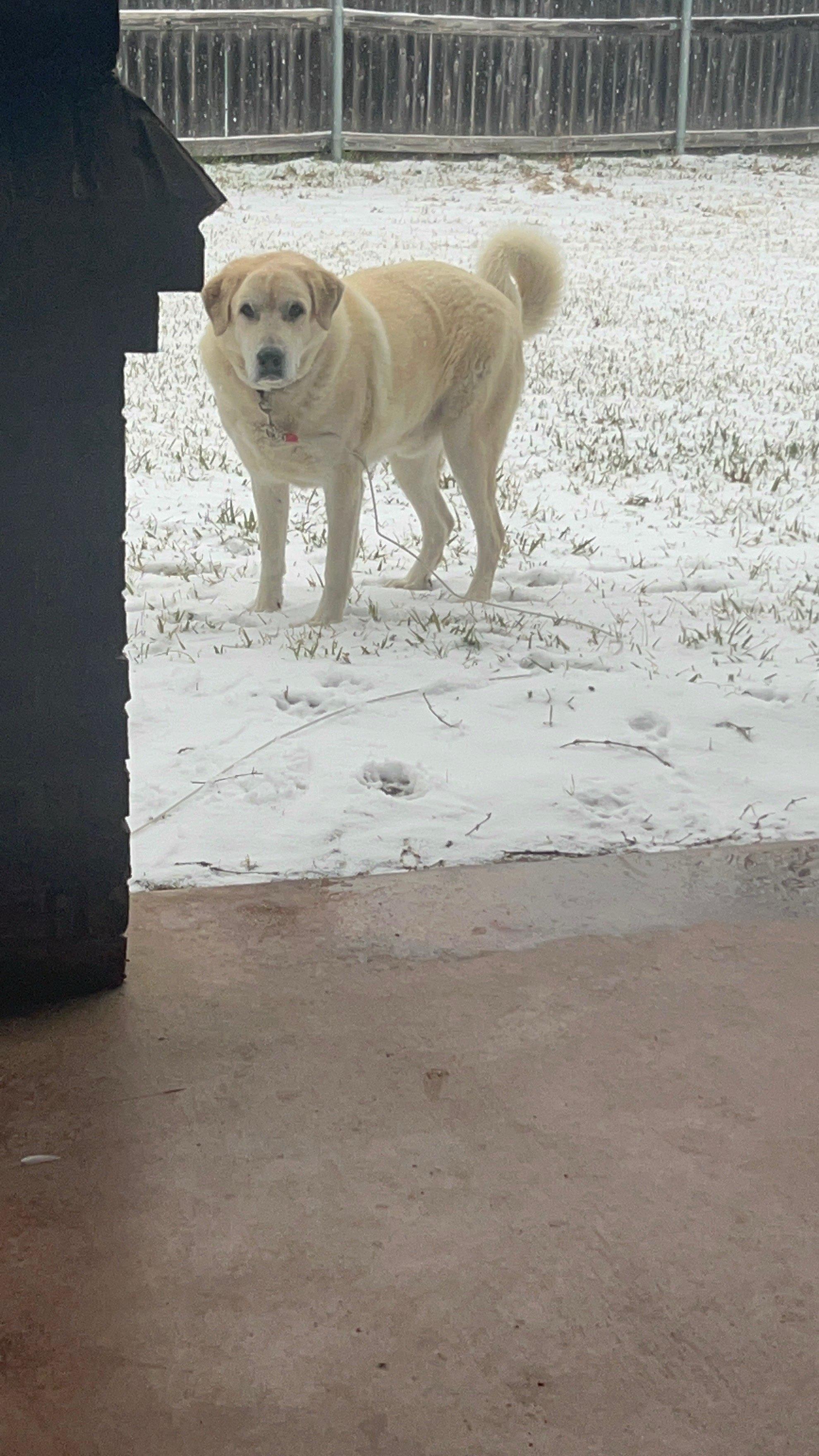 Enlarge Charlie, a ADOPTABLE mixed breed in Colleyville, TX image 5/6