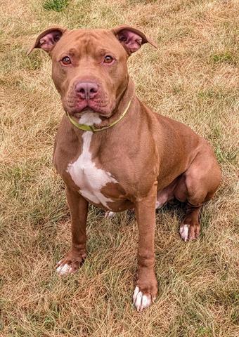 MORTY, Adoptable, Adult Male Pit Bull Terrier & Mixed Breed.