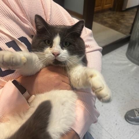Toby, Adoptable, Adult Male Domestic Short Hair.