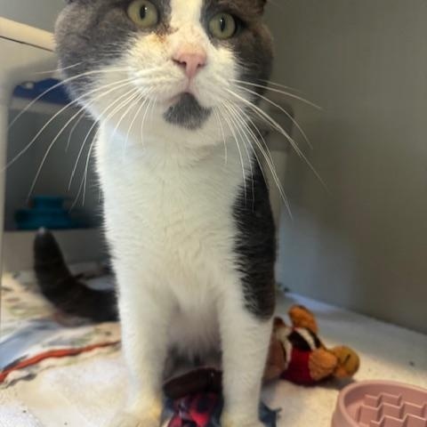 Enlarge Toby, a Adoptable Domestic Short Hair in Hutchinson, MN image 4/4