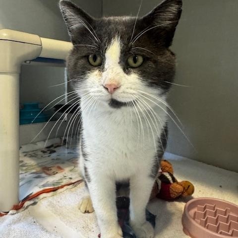 Enlarge Toby, a Adoptable Domestic Short Hair in Hutchinson, MN image 3/4