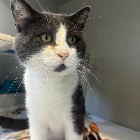 Enlarge Toby, a Adoptable Domestic Short Hair in Hutchinson, MN image 2/4