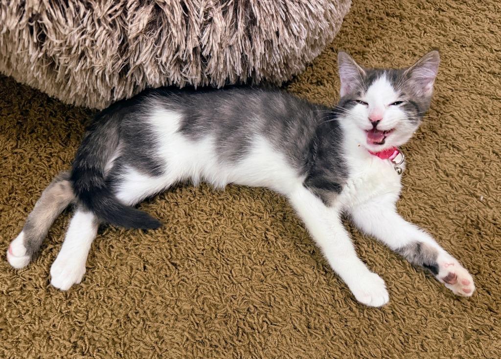 Enlarge Blueberry Pie, a Adoptable mixed breed in Salt Lake City, UT image 3/5