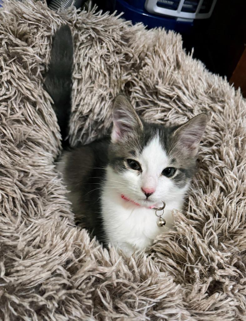 Blueberry Pie, Adoptable, Kitten Male Domestic Short Hair.