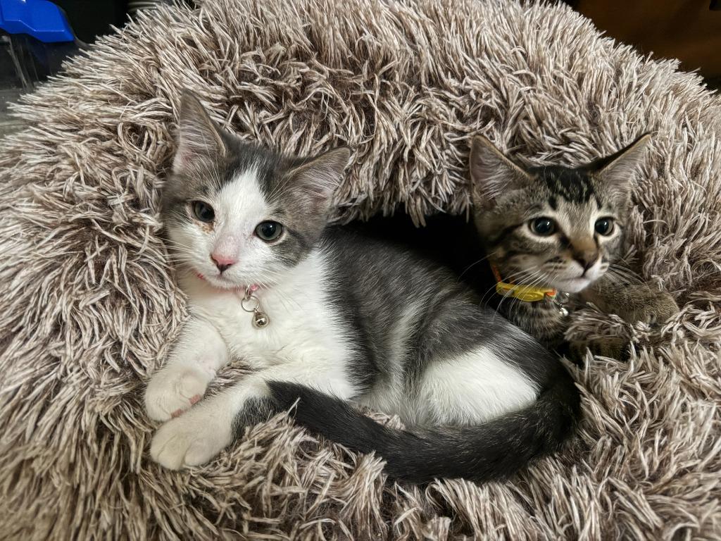 Enlarge Blueberry Pie, a Adoptable mixed breed in Salt Lake City, UT image 4/5
