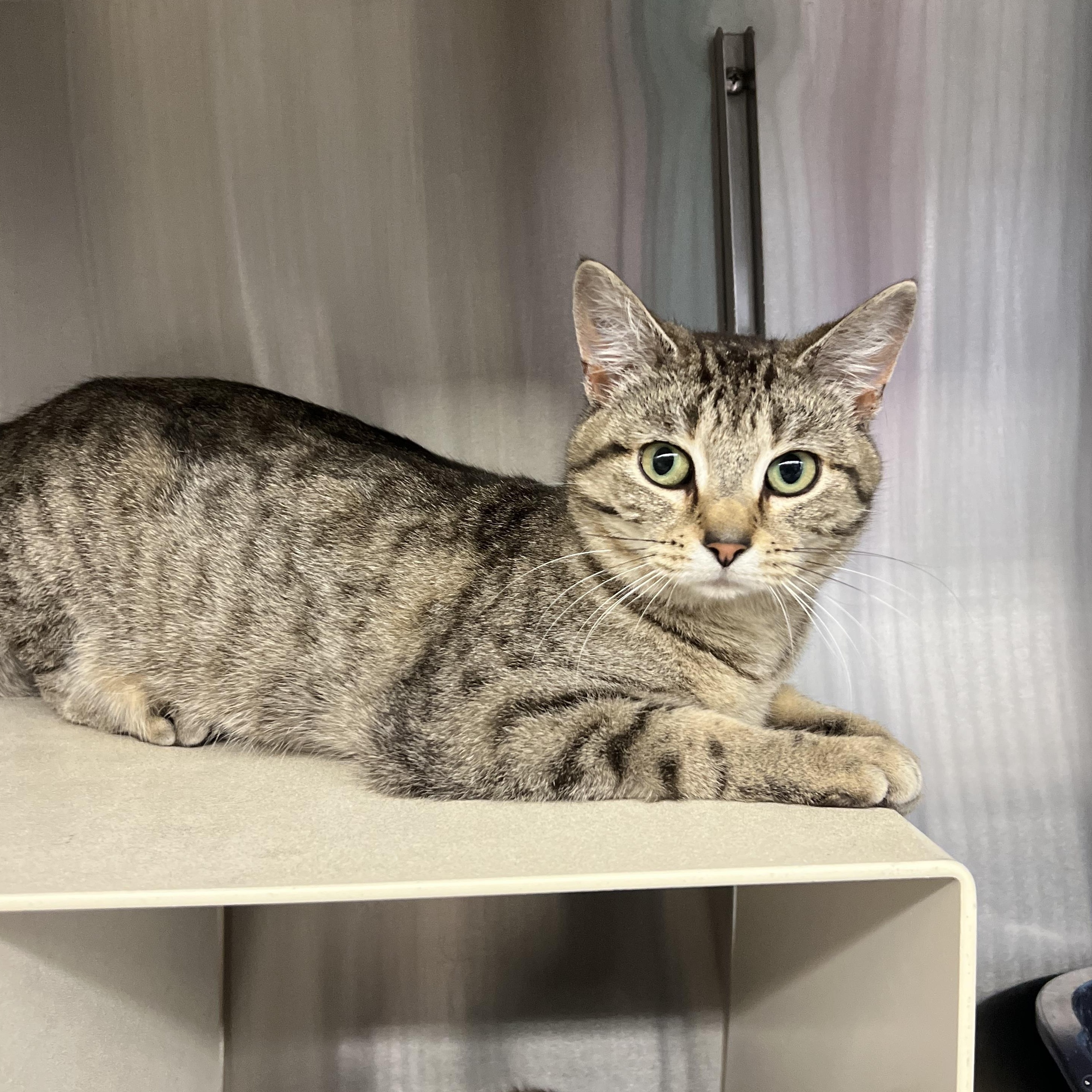 Enlarge Lea, a ADOPTABLE mixed breed in Mount Pleasant, MI image 1/2