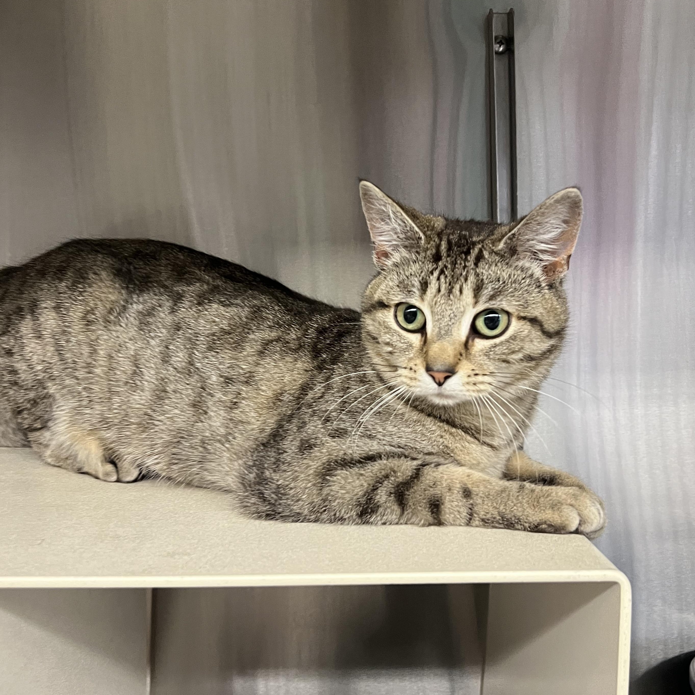 Enlarge Lea, a ADOPTABLE mixed breed in Mount Pleasant, MI image 2/2