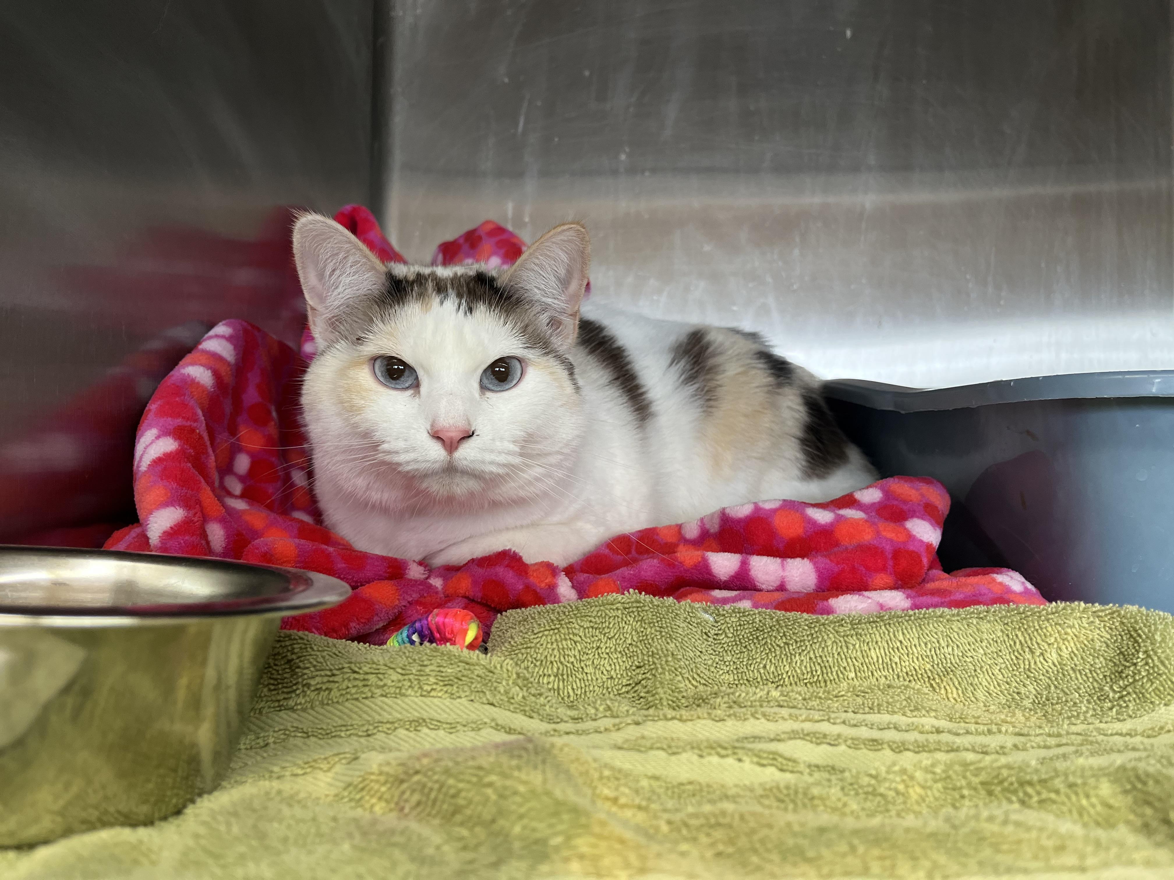 Oakley, ADOPTABLE, Young Female Domestic Short Hair.