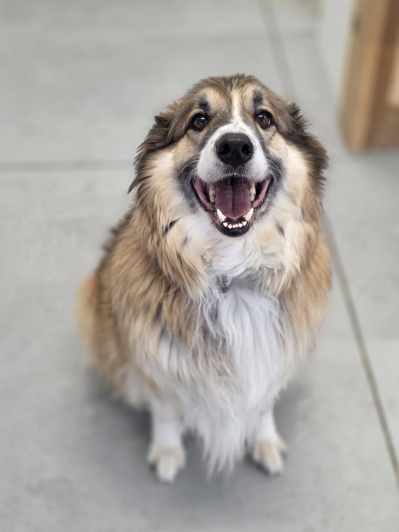 Shack, Adoptable, Adult Male Australian Shepherd & Collie.