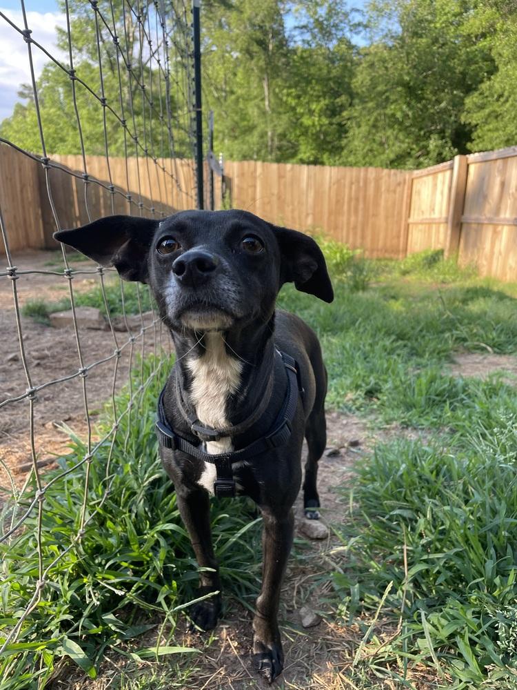 Enlarge Angel, a Adoptable mixed breed in Newnan, GA image 2/2