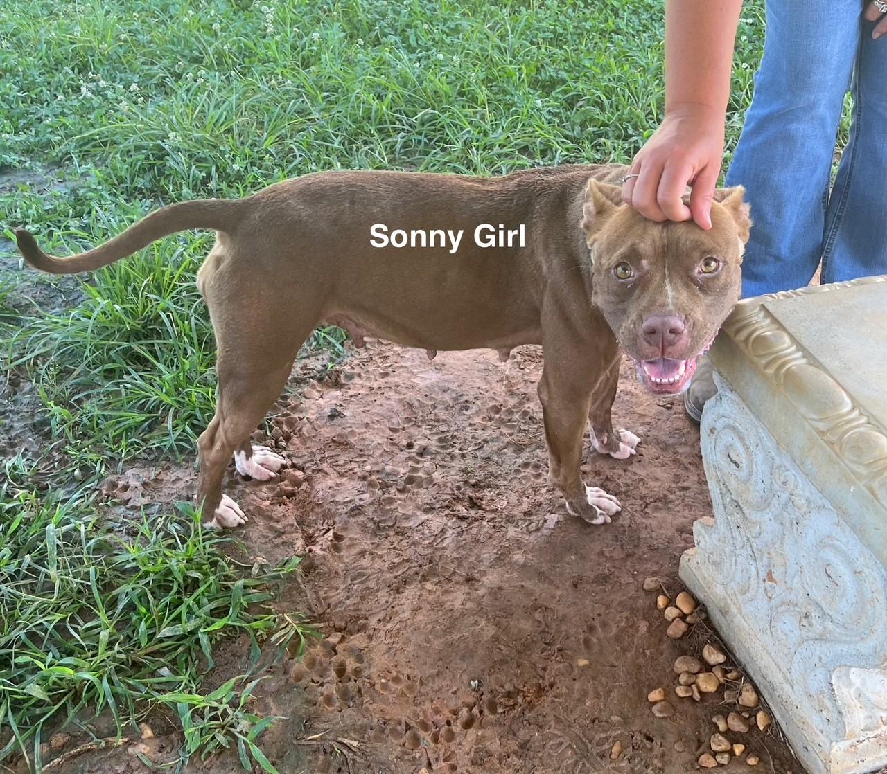 Sonny Girl, Adoptable, Adult Female American Staffordshire Terrier.