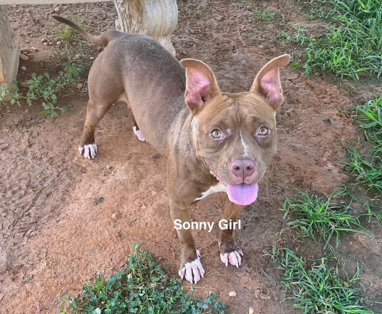 Enlarge Sonny Girl, a Adoptable mixed breed in Newberry, SC image 2/6