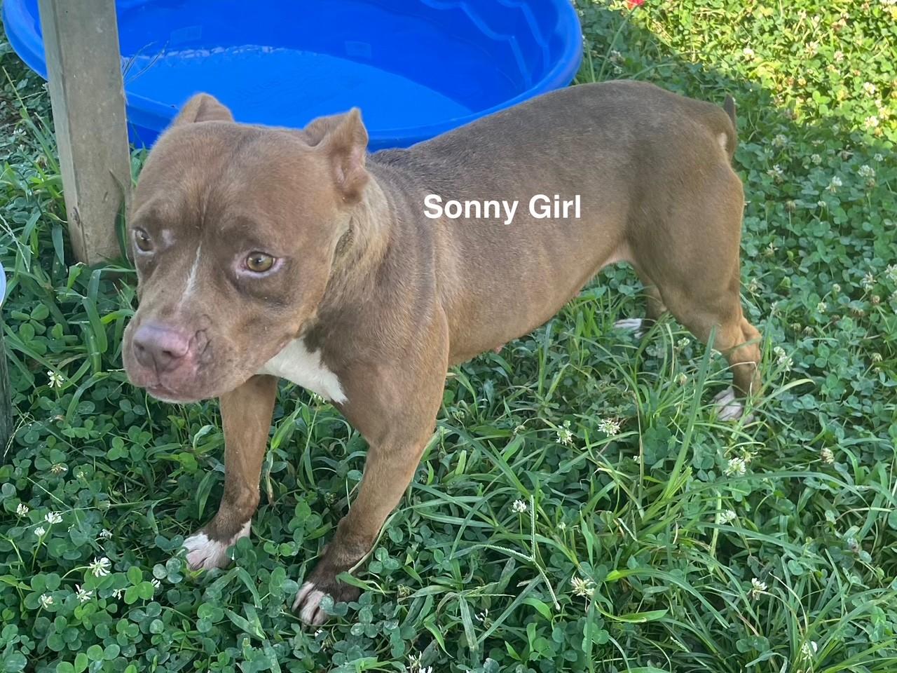 Enlarge Sonny Girl, a Adoptable mixed breed in Newberry, SC image 3/6
