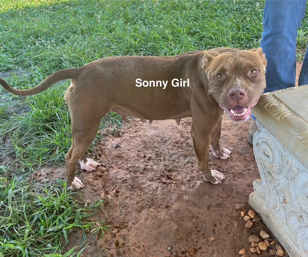 Enlarge Sonny Girl, a Adoptable mixed breed in Newberry, SC image 4/6