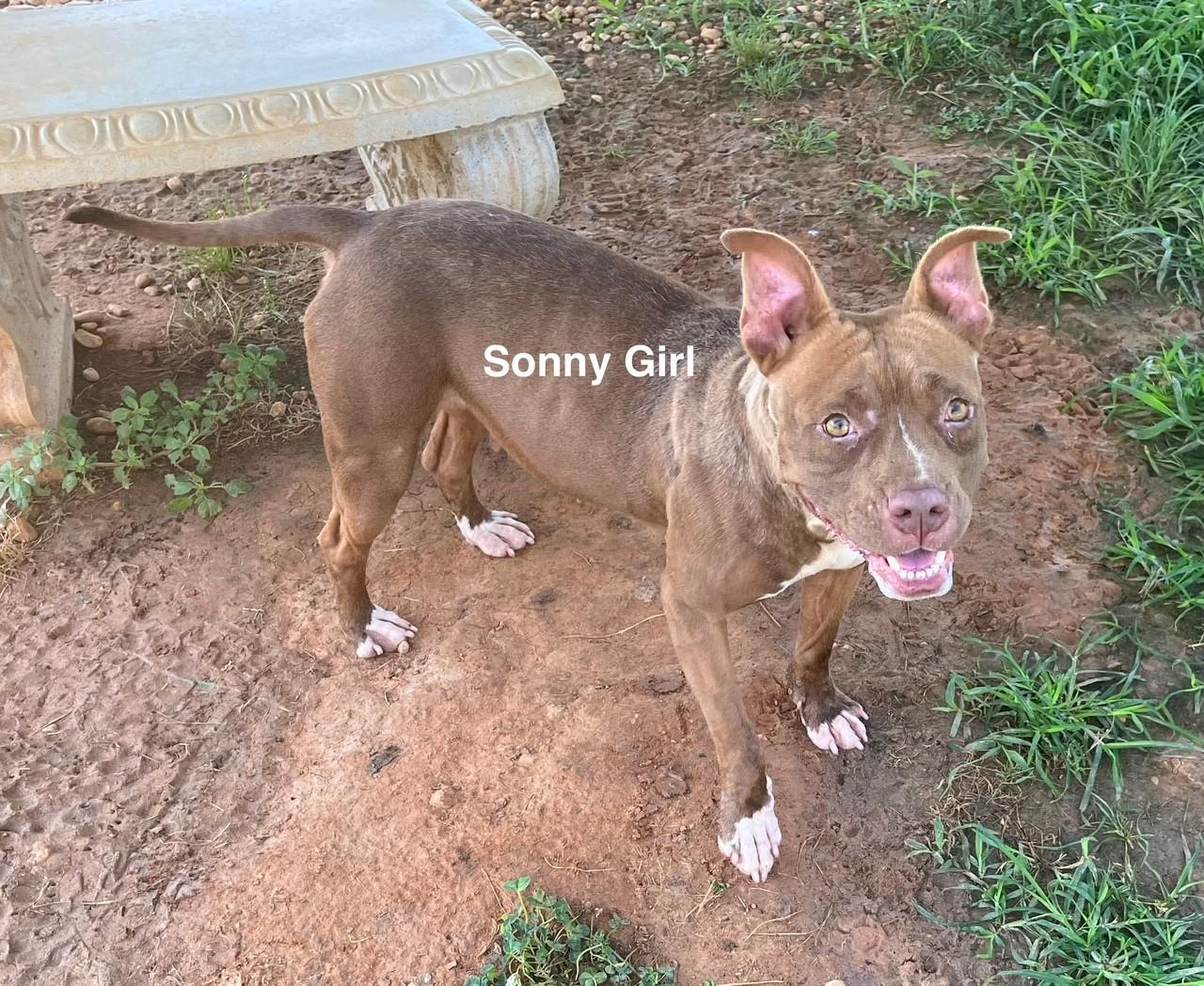 Enlarge Sonny Girl, a Adoptable mixed breed in Newberry, SC image 5/6