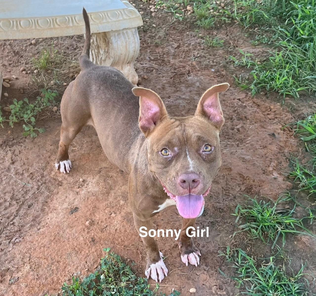 Enlarge Sonny Girl, a Adoptable mixed breed in Newberry, SC image 6/6