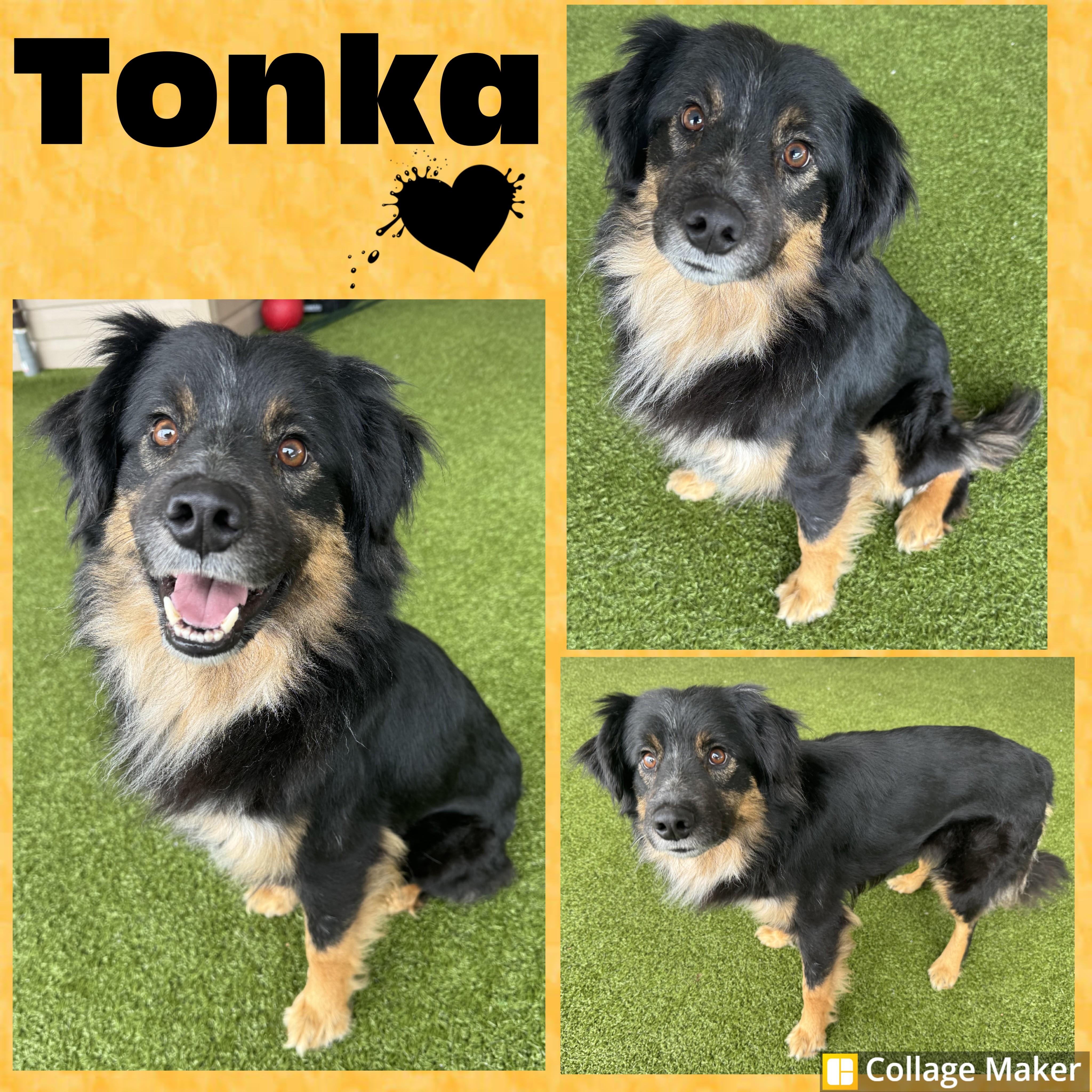 Tonka, ADOPTABLE, Adult Male Australian Shepherd.