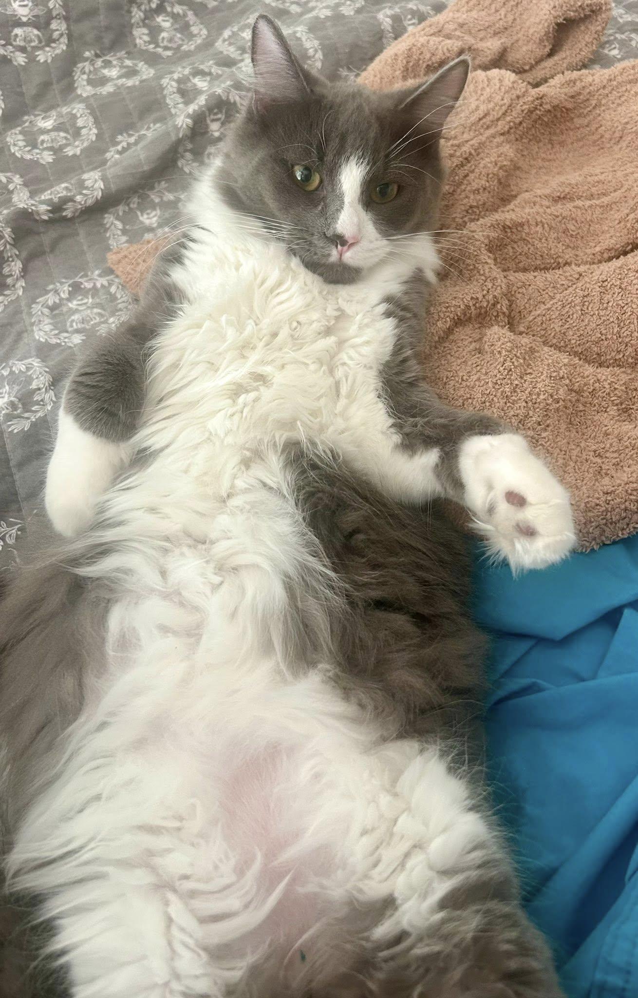 Meatball, an adopted Domestic Long Hair in Queen Creek, AZ image 5/5