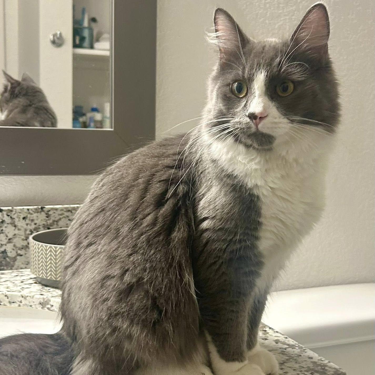 Meatball, an adopted Domestic Long Hair in Queen Creek, AZ image 1/5