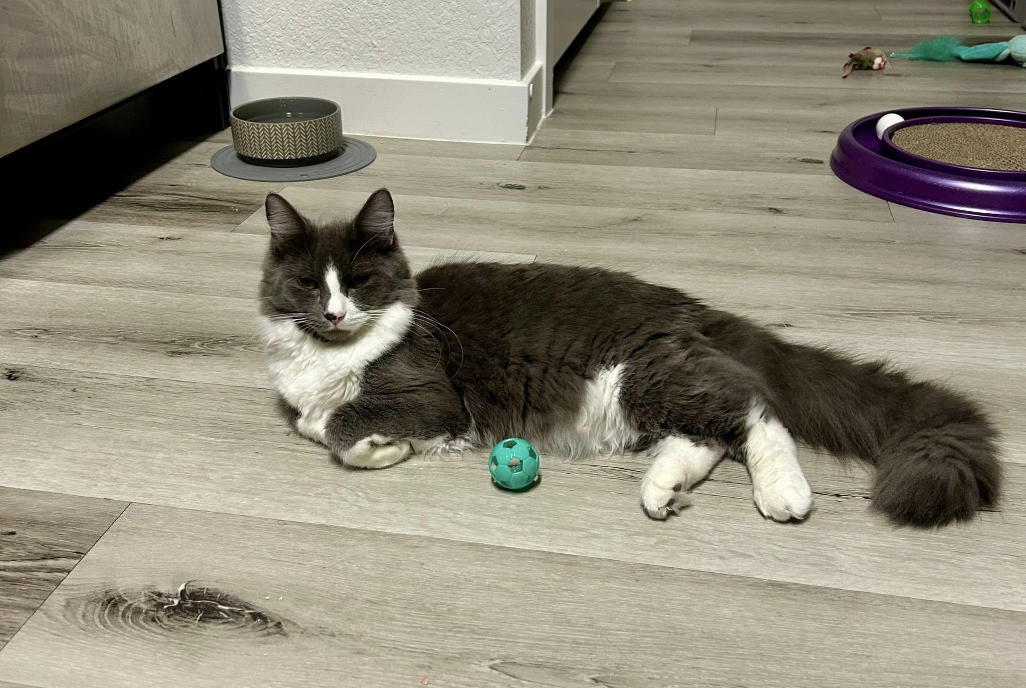 Meatball, an adopted Domestic Long Hair in Queen Creek, AZ image 2/5