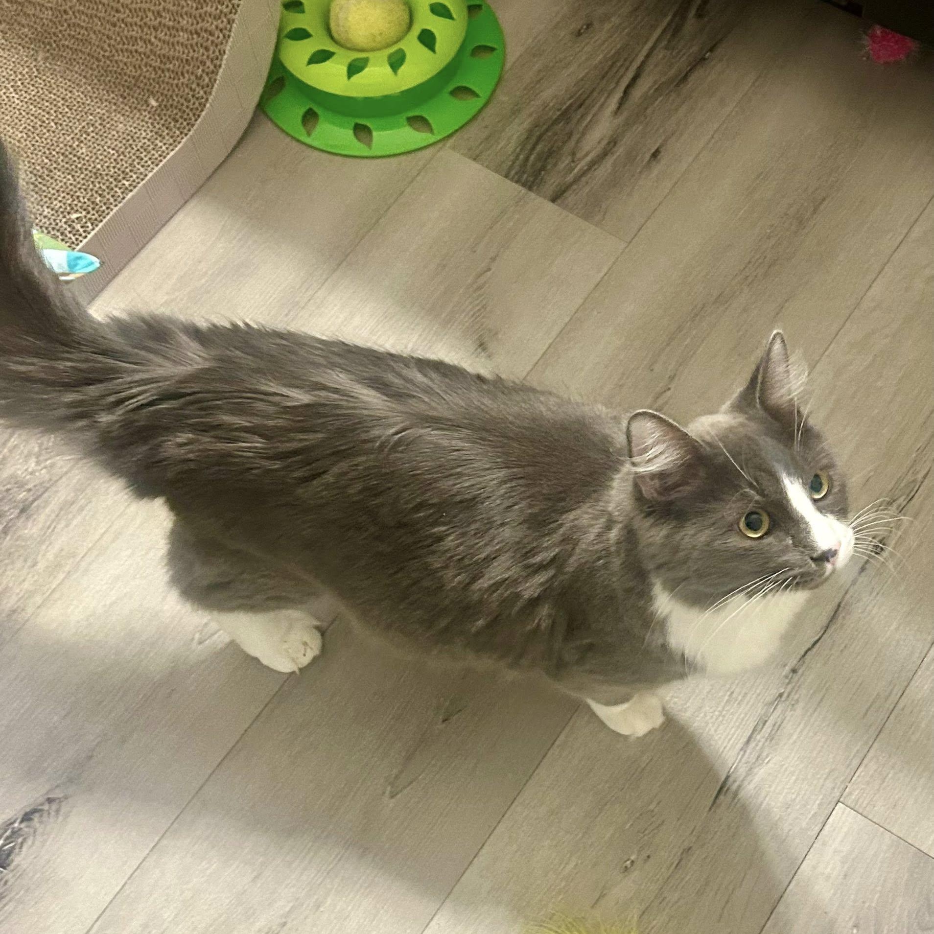 Meatball, an adopted Domestic Long Hair in Queen Creek, AZ image 3/5