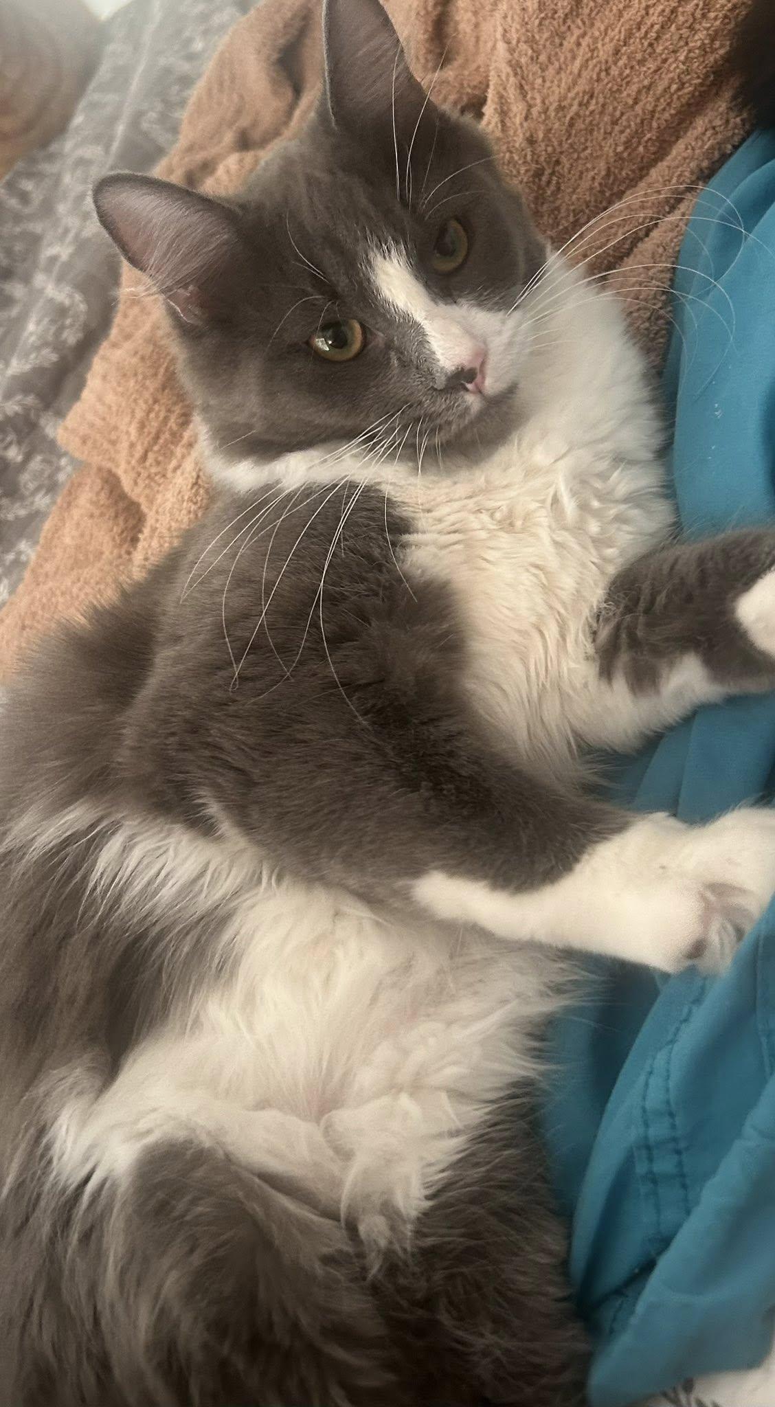 Meatball, an adopted Domestic Long Hair in Queen Creek, AZ image 4/5