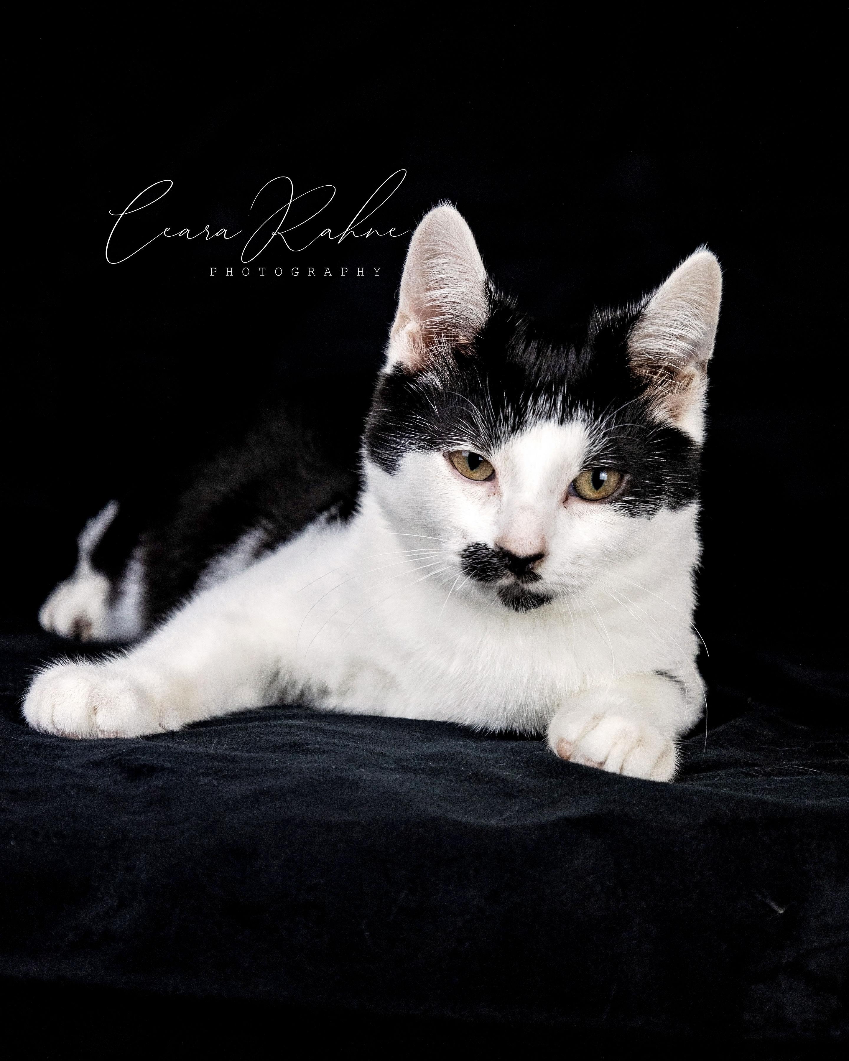 Shark Bait, Adoptable, Adult Male Domestic Short Hair.