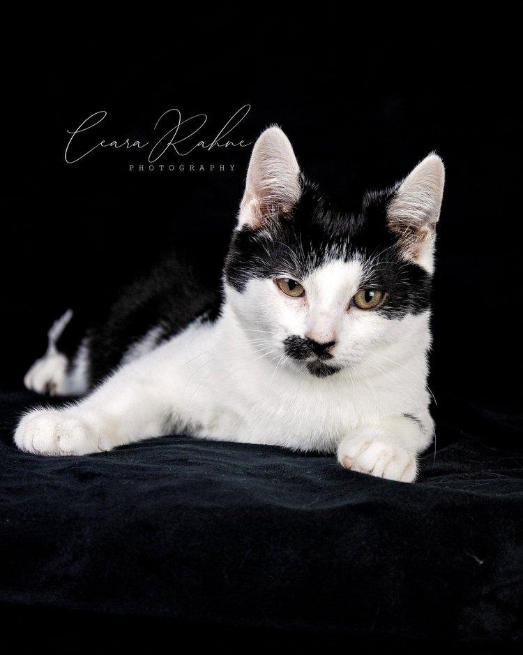 Enlarge Shark Bait, a Adoptable Domestic Short Hair in Elverson, PA image 2/2