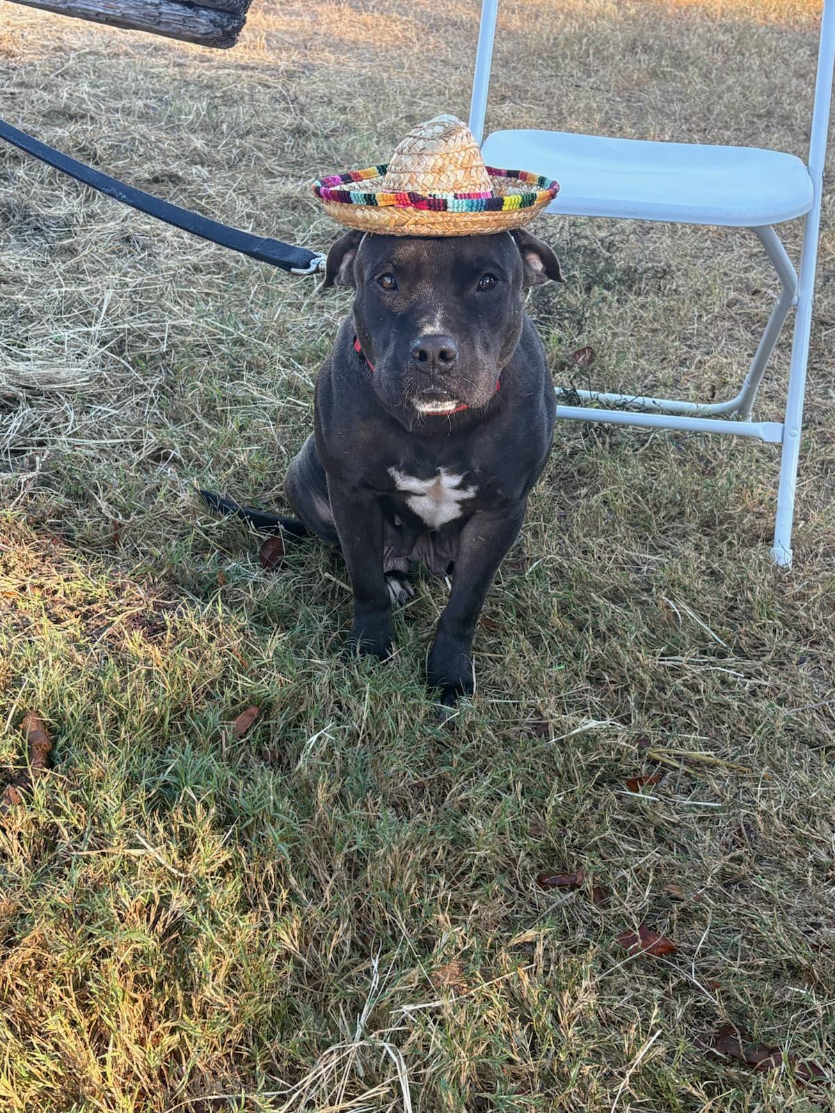 Ebony, ADOPTABLE, Adult Female American Bully.