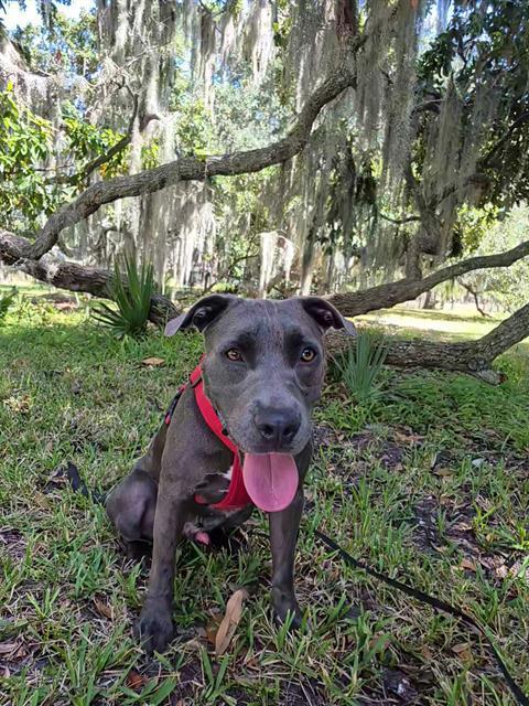 RODEO, Adoptable, Young Male American Bulldog & Mixed Breed.